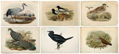 Appraisal: Six John Gould lithographs birds from various published works including