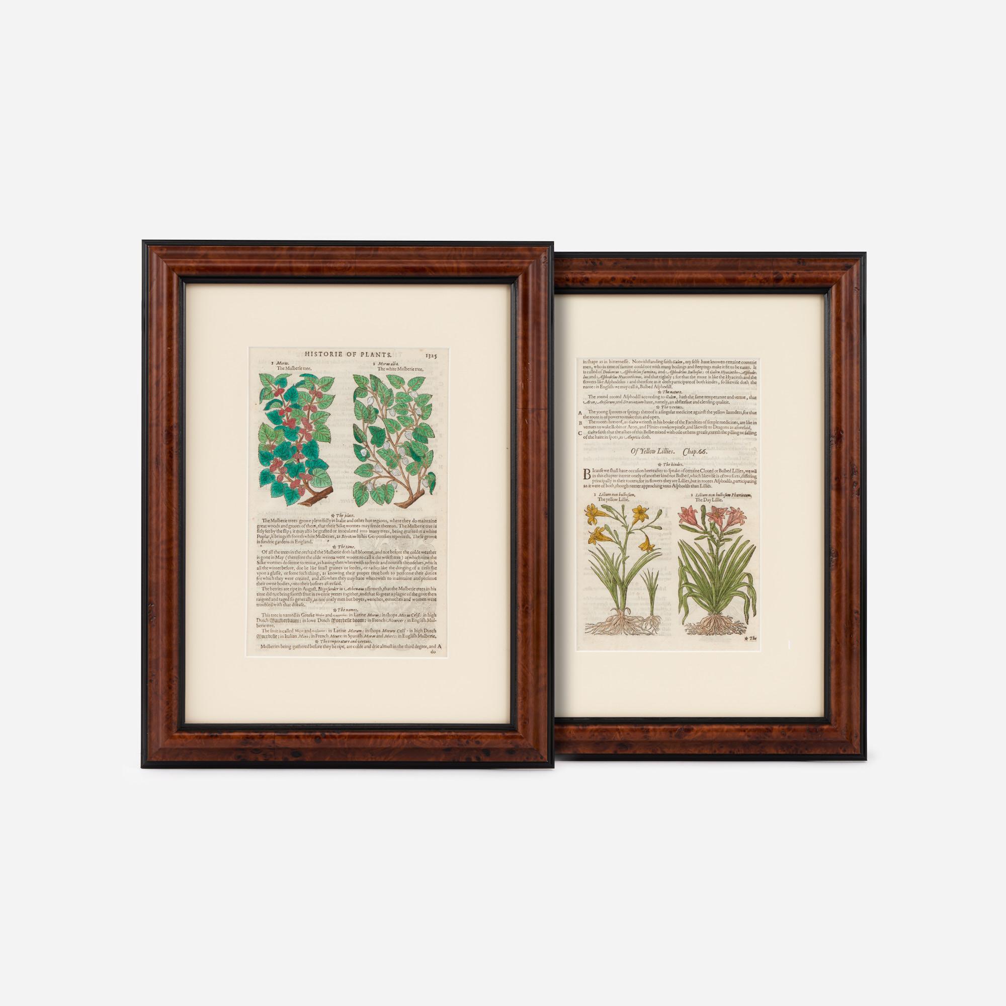 Appraisal: TWO BOTANICAL WOODCUTS FROM GERARD'S 'HERBALL' A pair of English