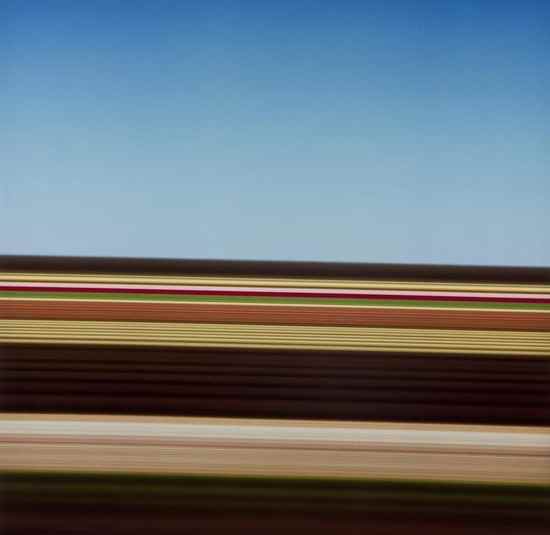 Appraisal: Rob Carter b Travelling Stills Tulip Fields Holland Six chromogenic