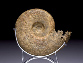 Appraisal: HUGE AMMONITE Pachydiscus species Cretaceous Morocco This elegant and robust