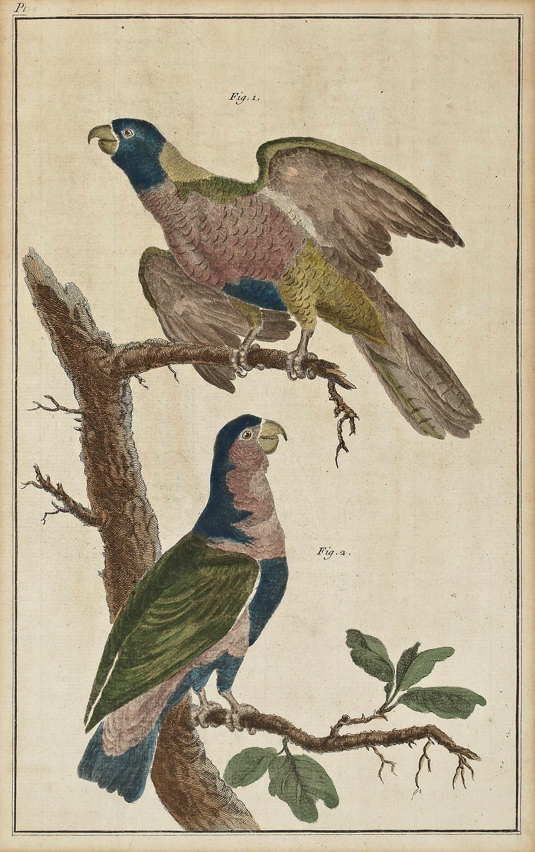 Appraisal: Two hand-colored orthinological etchings Each depicting a pair of birds