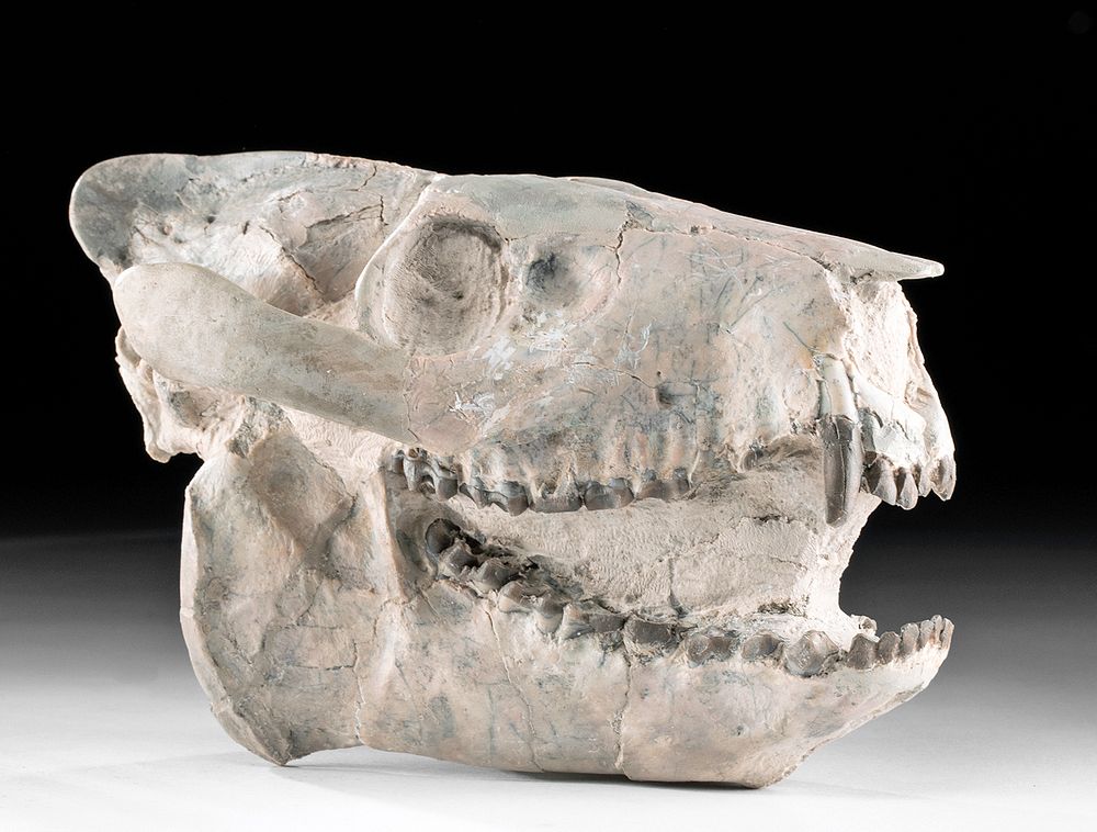 Appraisal: Fossilized North American Oreodont Skull North America found in Pennington