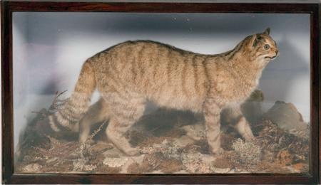 Appraisal: Taxidermy Interest A Victorian stuffed wildcat Trade label for John