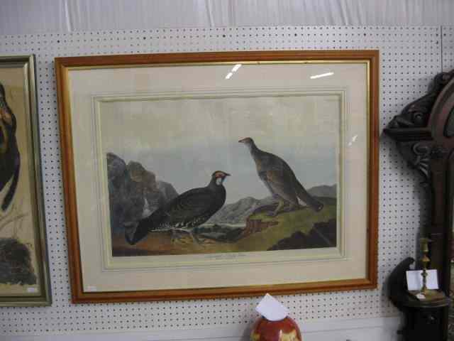 Appraisal: Audubon Print ''Long Tailed or Dusky Grouse'' image area ''