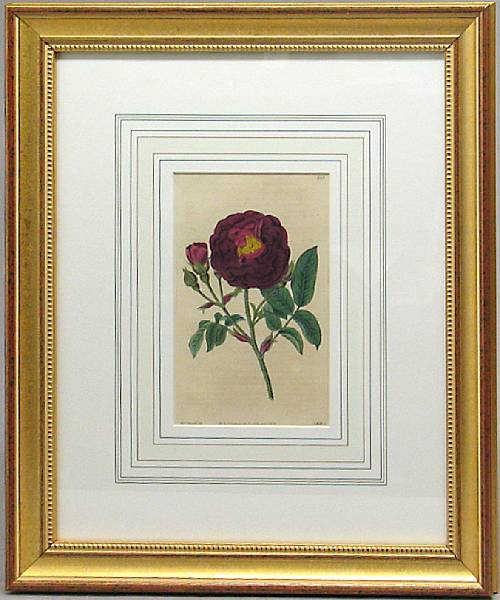 Appraisal: A set of six English framed colored rose prints framed