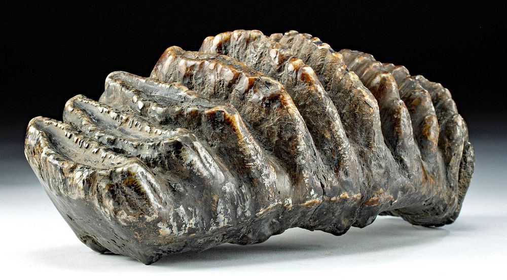 Appraisal: Large Fossilized Stegodon Tooth Southeast Asia Indonesia Pleistocene era ca