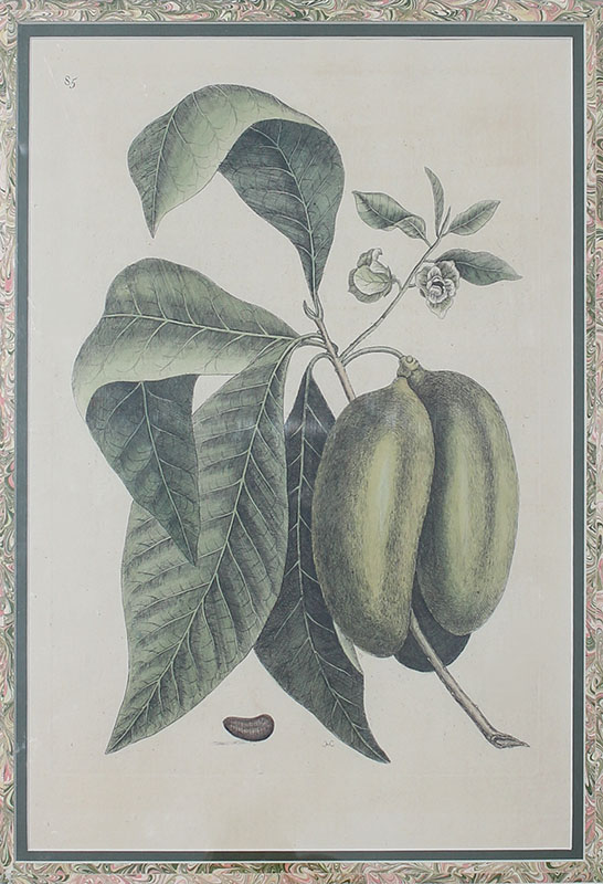 Appraisal: EARLY BOTANICAL ENGRAVING OF A PEPPER PLANT '' x ''