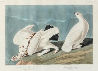 Appraisal: AUDUBON John James - American Ptarmigan and White-tailed Grous Plate