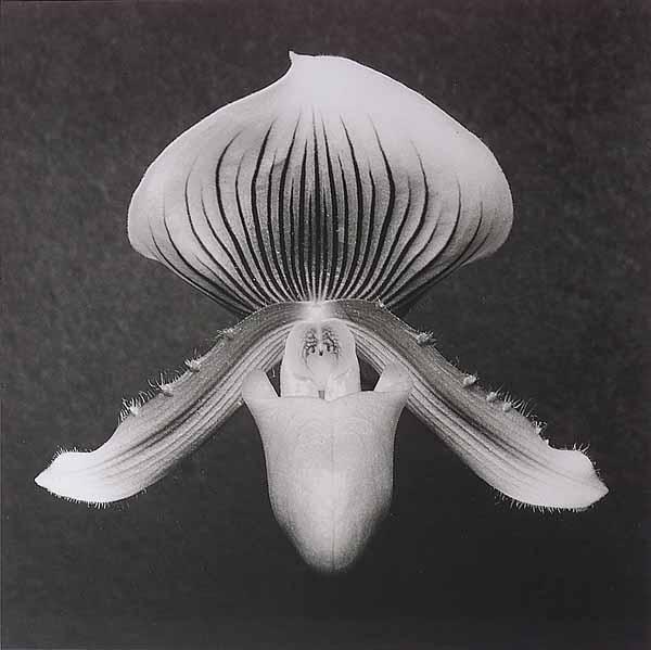 Appraisal: Robert Mapplethorpe American - Orchid silver gelatin print in x