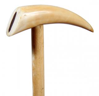 Appraisal: Nautical Tooth Cane- Ca - A nicely formed tooth with