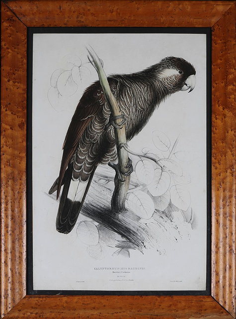 Appraisal: EDWARD LEAR'Baudin's Cockatoo' hand-coloured lithograph printed by C Hullmandel x