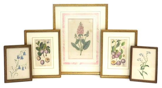 Appraisal: Five th C hand-colored botanical engravings the first depicting a