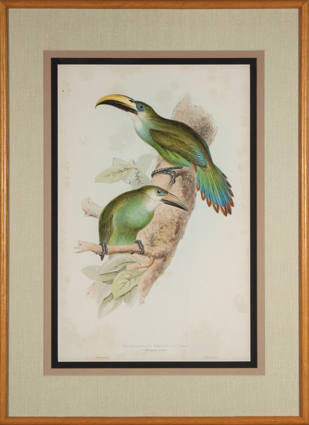 Appraisal: Edward Lear British - Pteroglossus Prasinus hand-colored lithograph from A