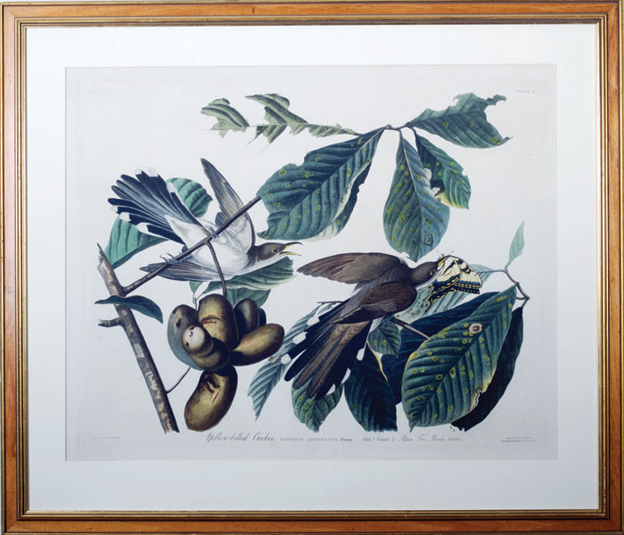 Appraisal: YELLOW-BILLED CUCKOO NO PLATE II FROM quot THE BIRDS OF