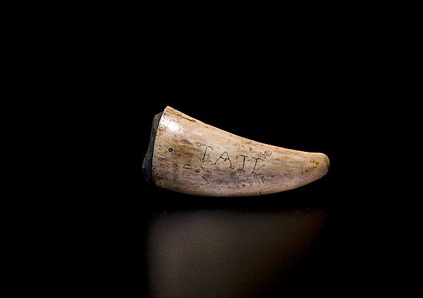 Appraisal: WHALE STAMP MOUNTED IN WHALE TOOTH American circa A carved