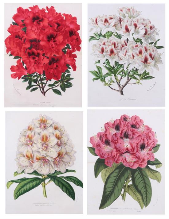 Appraisal: HORTO VAN HOUTTEANO Belgium th century Azaleas and Rhododendrons Eight