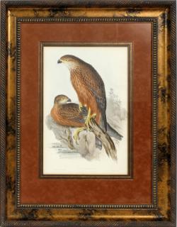 Appraisal: JOHN GOULD AND RICHTER HAND COLORED LITHOGRAPH H W ASTUR