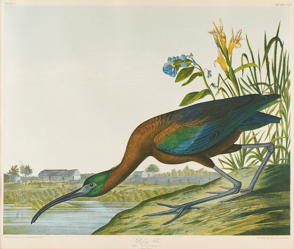 Appraisal: After Audubon Glossy Ibis Bien Chromolithograph Plate After John James