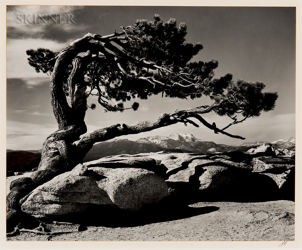 Appraisal: Ansel Adams American - Jeffrey Pine Sentinel Dome Ansel Adams