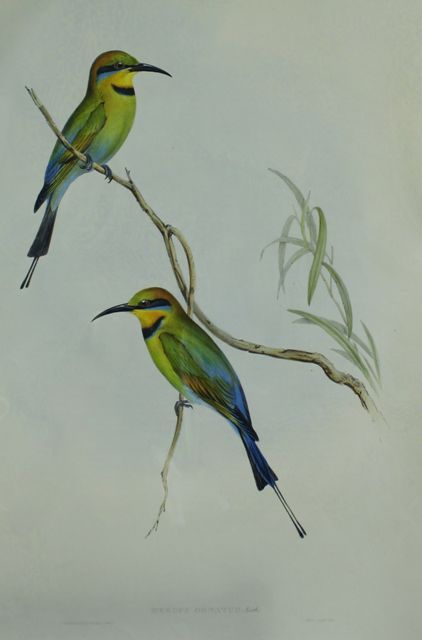 Appraisal: Australian Bee-eater Merops Ornatus