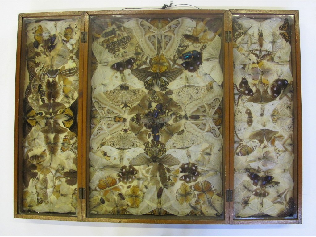 Appraisal: A butterfly triptych display case late th century extensively mounted