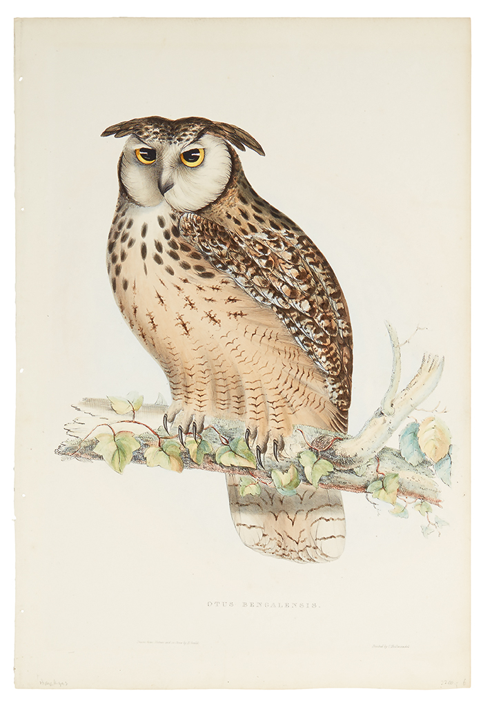 Appraisal: GOULD JOHN Otus Bengalensis Hand-colored lithograph extracted from A Century