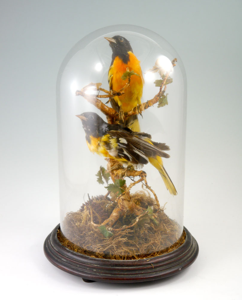 Appraisal: VICTORIAN TAXIDERMY BIRD GROUP UNDER DOME Victorian era mounted birds