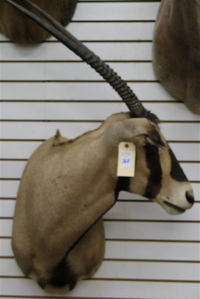 Appraisal: AFRICAN ORYX ANTELOPE oryx gazella trophy head mount with long