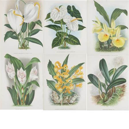 Appraisal: Jean Jules Linden publisher - FLOWER STUDIES Six chromolithographs Estimate