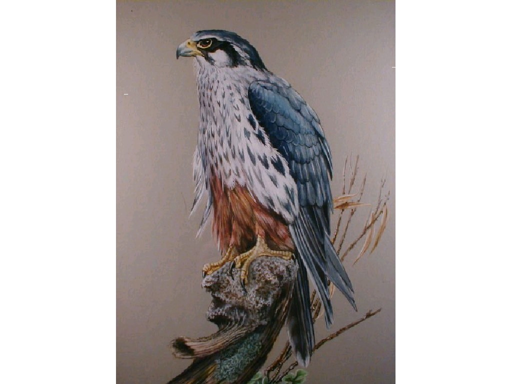 Appraisal: M S - A study of a Peregrine falcon -