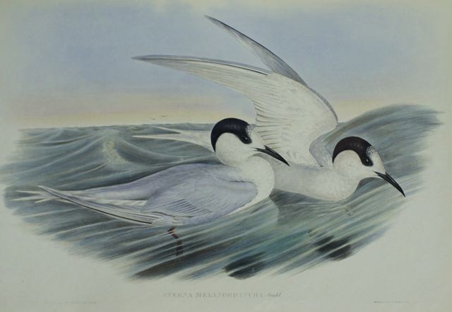 Appraisal: Black-billed Tern Sterna Melanorhyncha