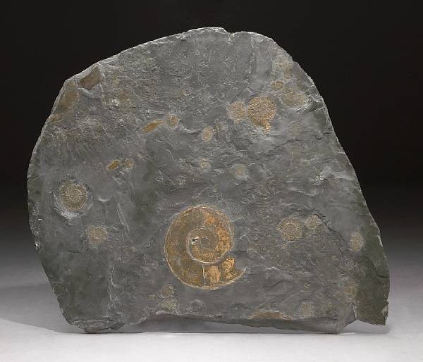 Appraisal: Ammonite Mortality Plaque Hildoceras Lytoceras Jurassic Holzmaden Germany A Hildoceras