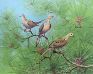 Appraisal: Owen Gromme - Doves in the Long Leaf Pine signed