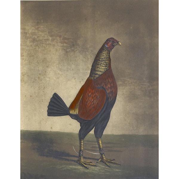 Appraisal: TH C AVIAN PRINTS Eight prints framed include Ben Marshall