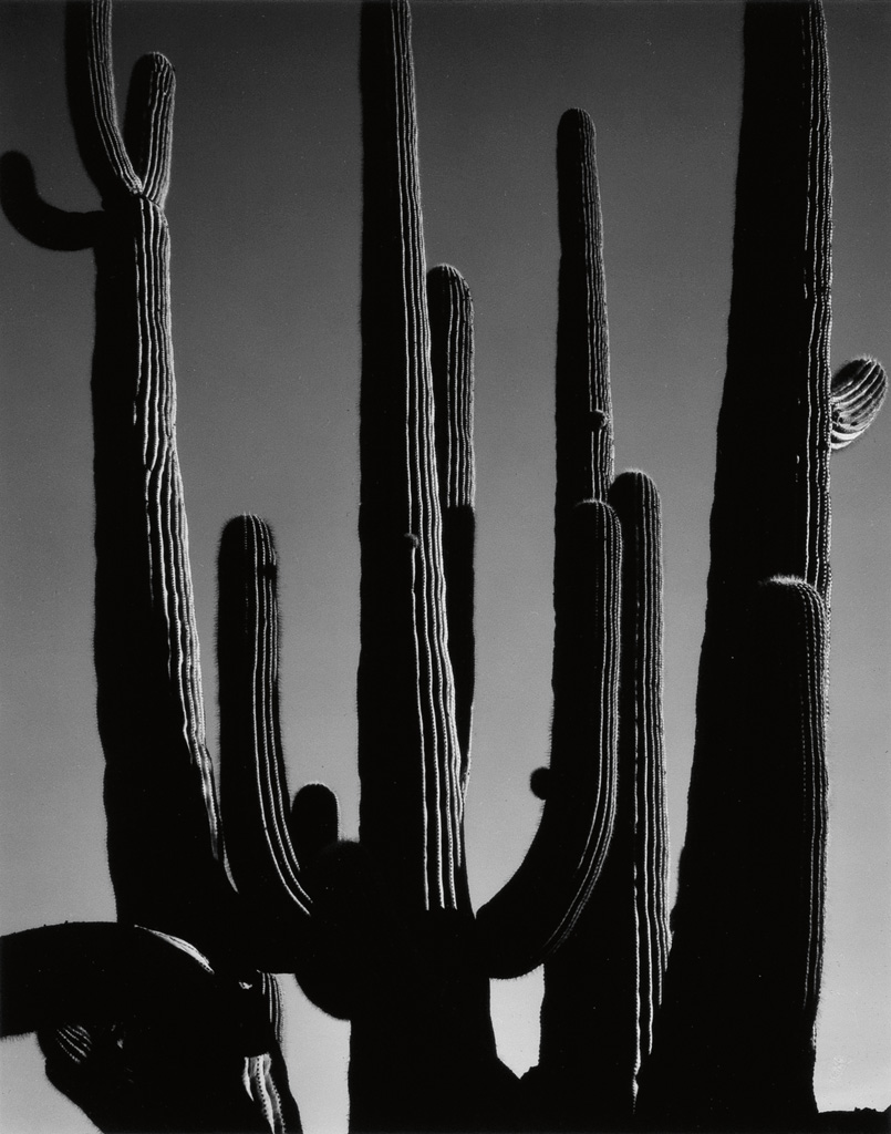 Appraisal: WESTON BRETT - Cactus Silver print x inches x cm