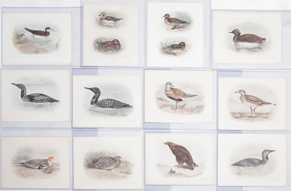 Appraisal: TWELVE LILIAN MEDLAND PRINTS From Stoneham's Birds of the British