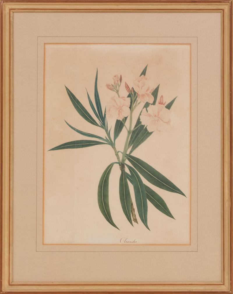 Appraisal: TH CENTURY SCHOOL SIX BOTANICAL STUDIES Six watercolor on paper