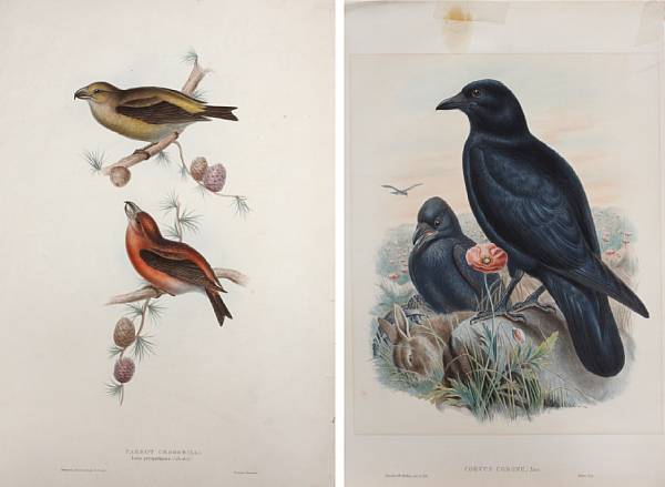 Appraisal: Various Artists Ornithological Botanical and Topographical Studies Various print mediums