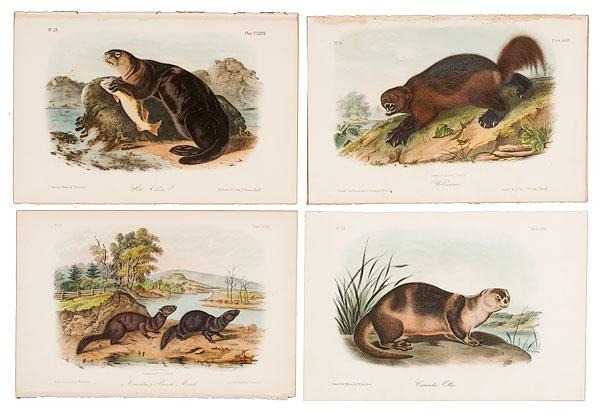 Appraisal: FOUR AUDUBON FIRST OCTAVO QUADRUPEDS MINK OTTERS from the first