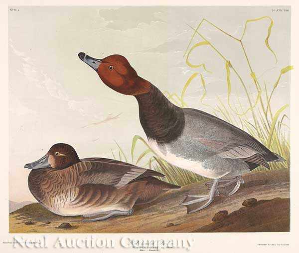 Appraisal: John James Audubon American - Red Headed Duck Plate chromolithograph