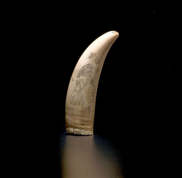 Appraisal: WHALE'S TOOTH WITH SCRIMSHAWED LADY AND SPENCERIAN BIRD American ca