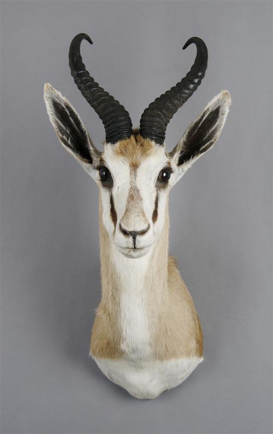 Appraisal: A Taxidermied Angolan Springbok Buck Height inches