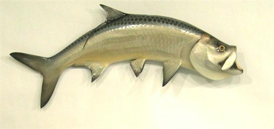 Appraisal: Taxidermied Tarpon fish mounted h x w