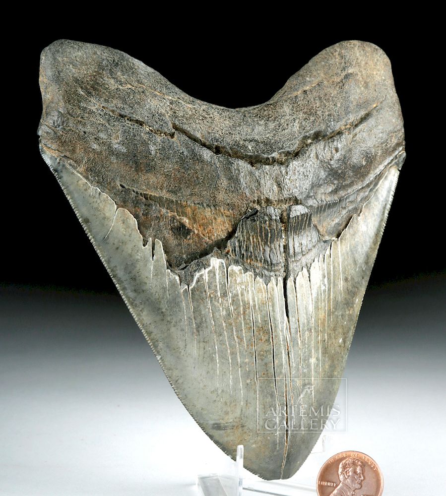 Appraisal: Large Megalodon Tooth from N Carolina River Ancient seas from