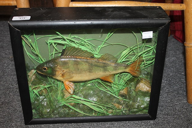 Appraisal: A TAXIDERMY MODEL OF A PERCH in a glazed case