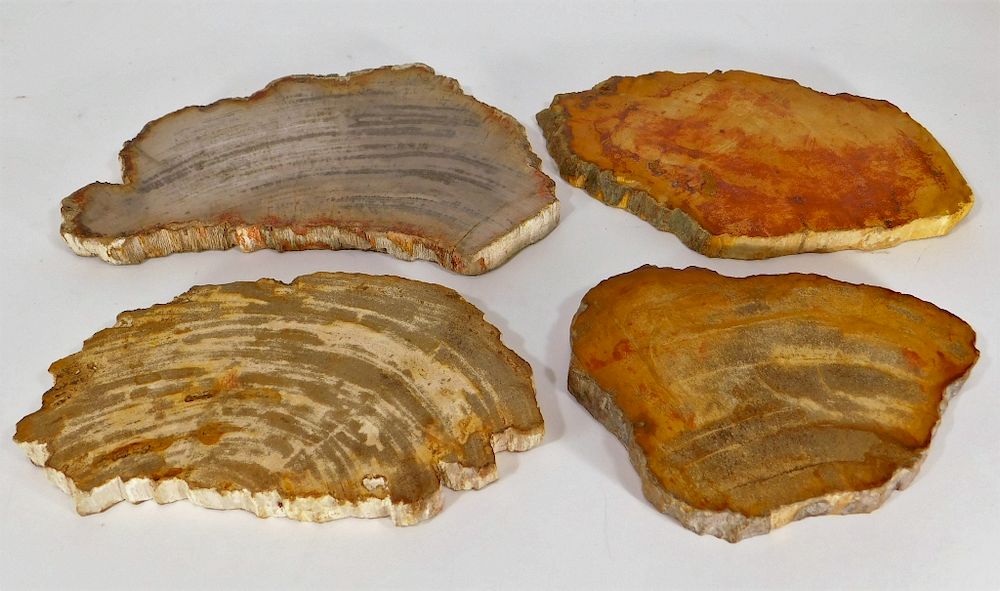 Appraisal: Polished Petrified Wood Fossil Specimen Slabs Earth Millions of years