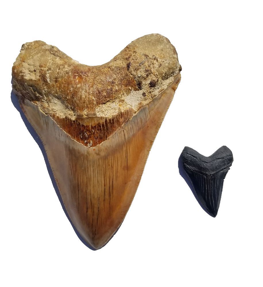 Appraisal: Megalodon Shark Tooth Megalodon Shark Tooth This tanish reddish front