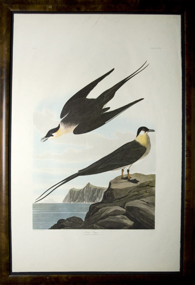 Appraisal: After John James Audubon ARCTIC YAGER Color reproduction from The