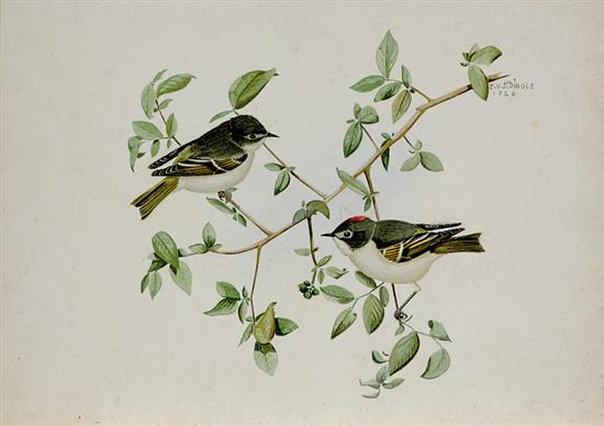 Appraisal: Edward Von Siebold Dingle South Carolina - RUBY CROWNED KINGLET