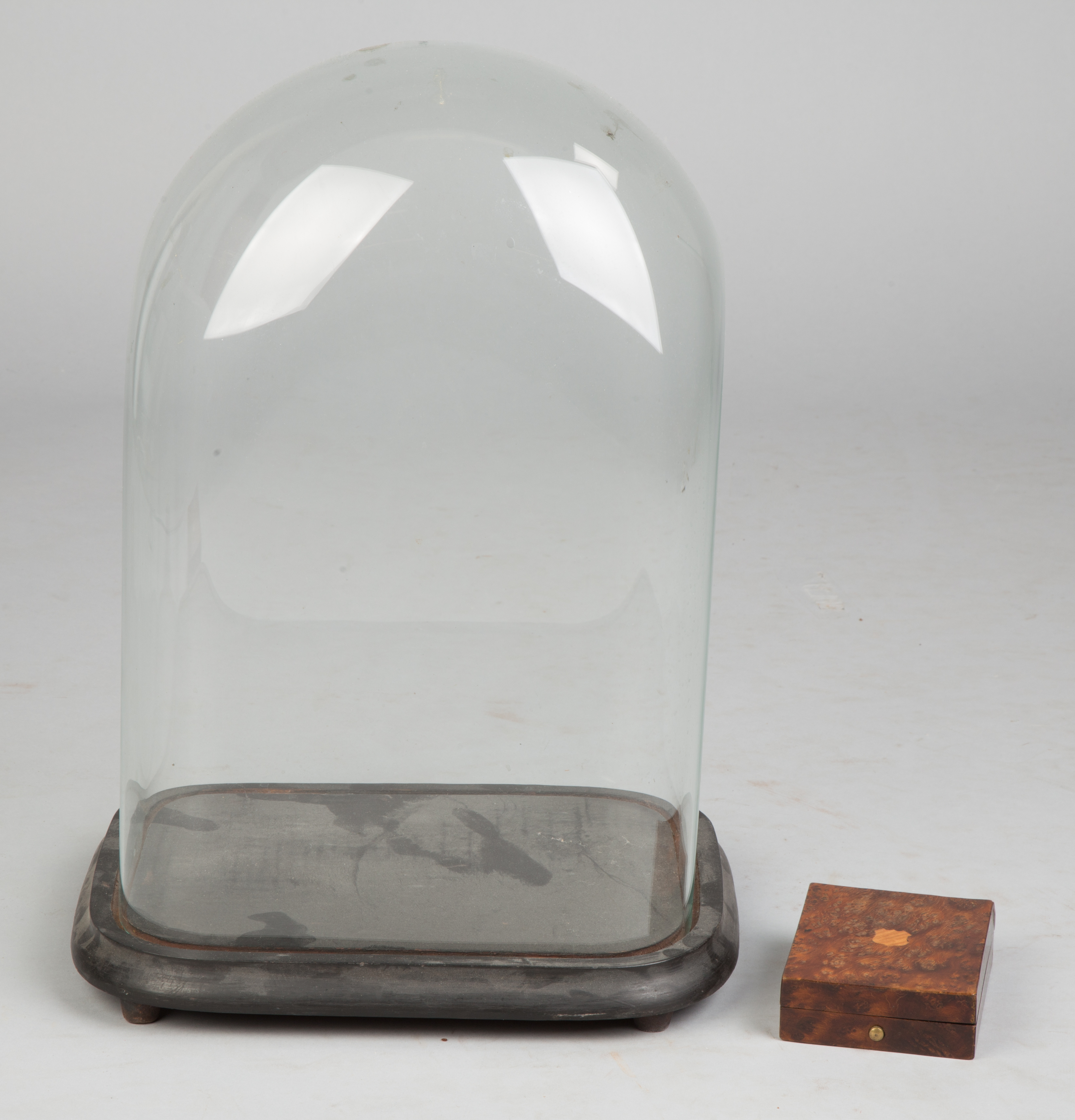 Appraisal: Glass Dome and Burl Case